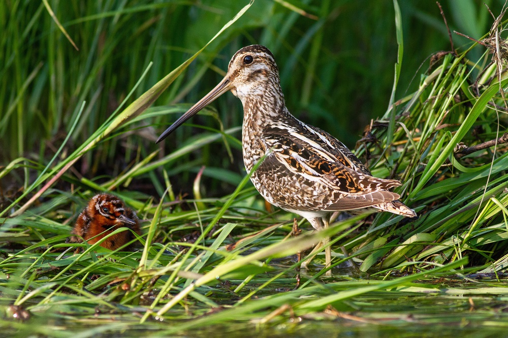 0203 036 bekasina otavni marek drha