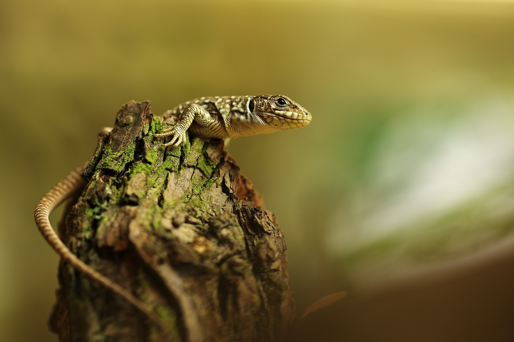 0301 014 jesterka perlova jiri michal